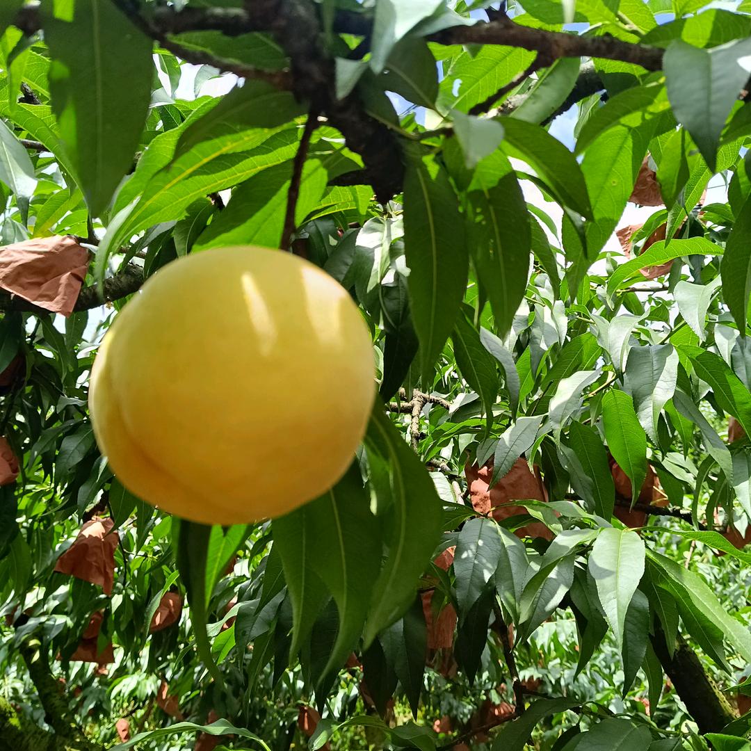 小糖果