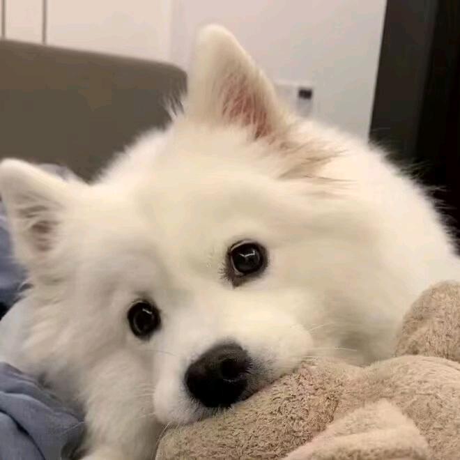 救赎（无敌养猪流）