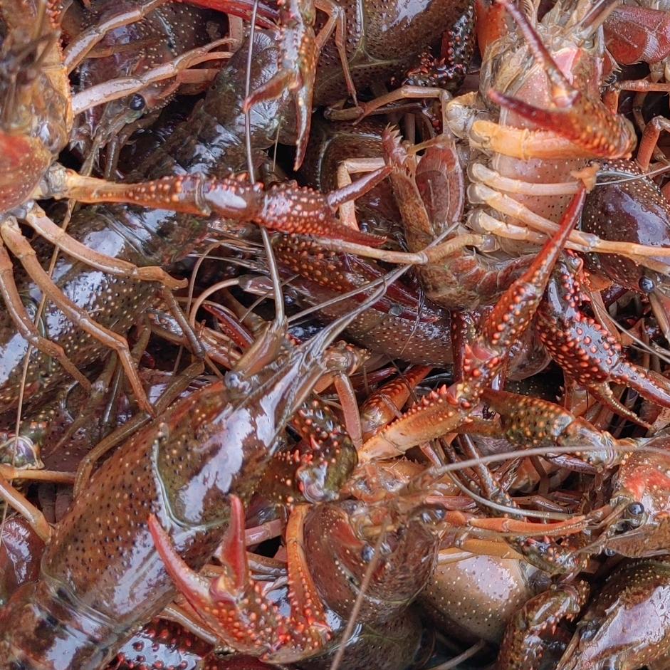 安吉鲜飞水产品商行