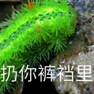 安吉拉