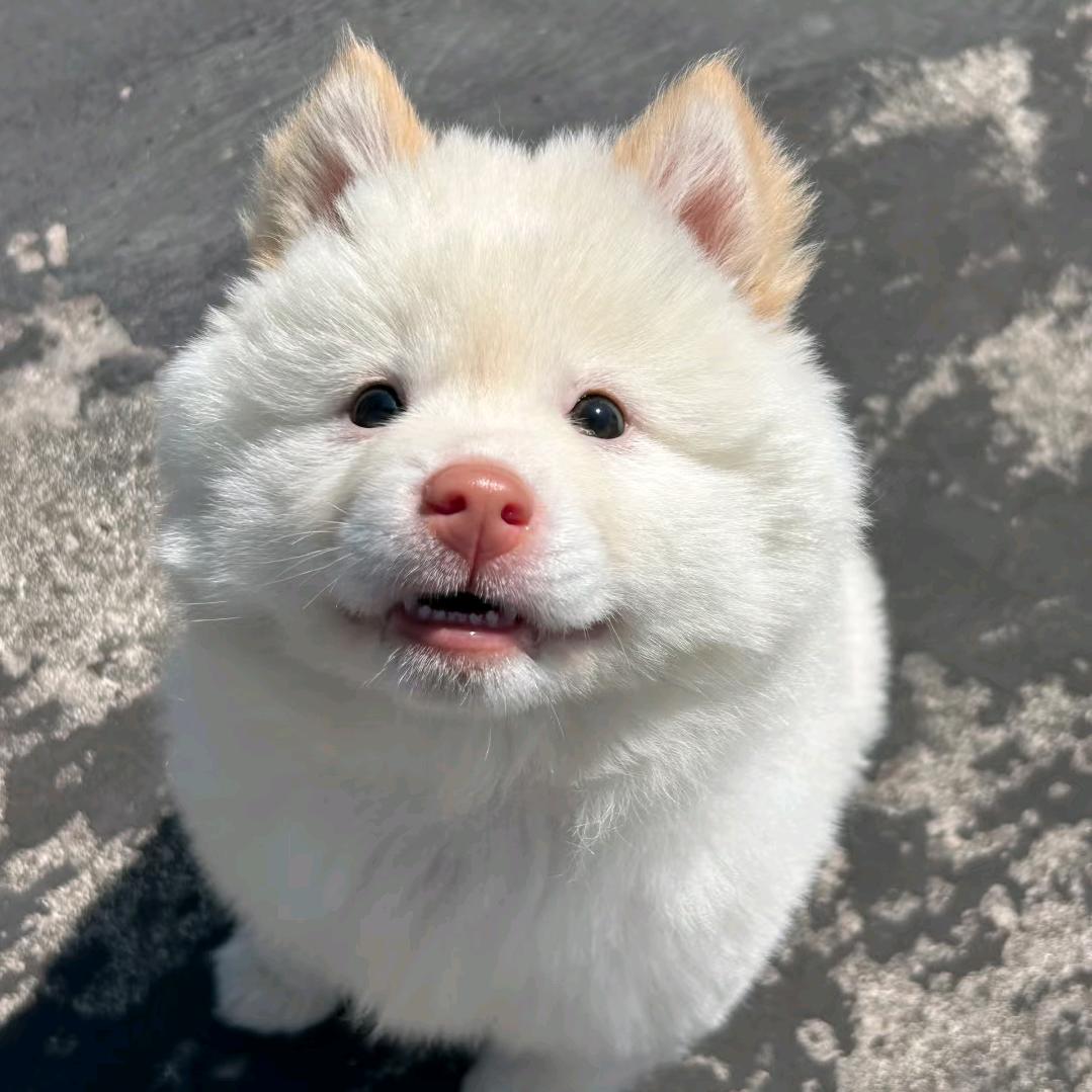 广西中华田园犬