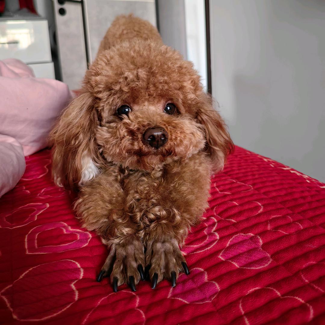 李豆豆家的宠物零食店