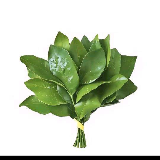 十一💚