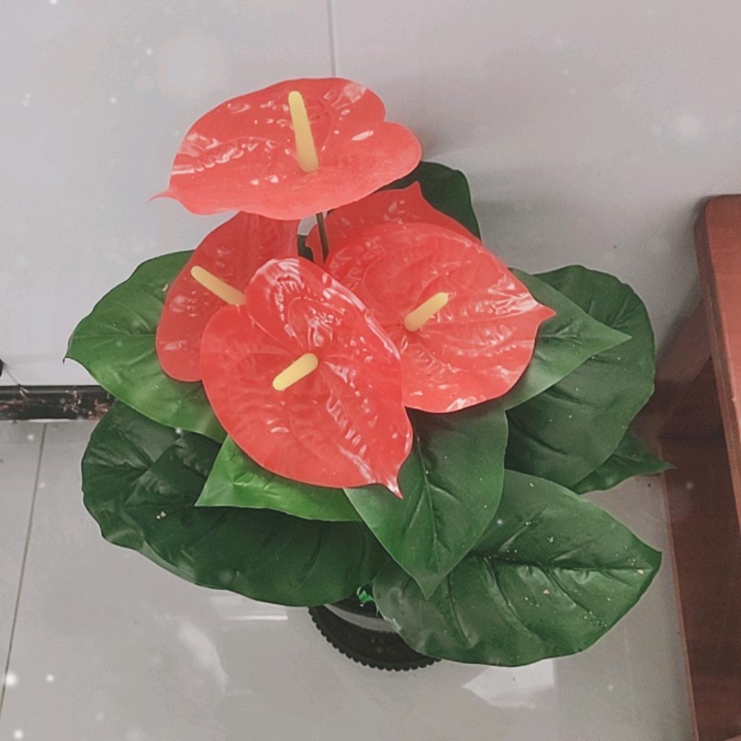 🍀小君妹妹