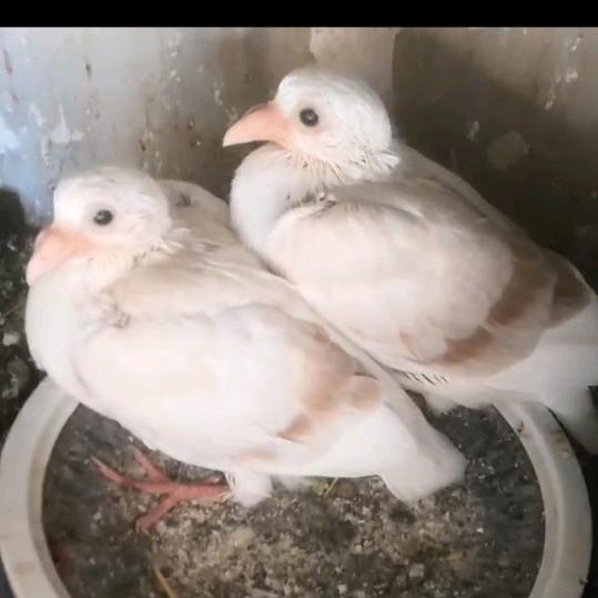 冀中蝴蝶背繁育