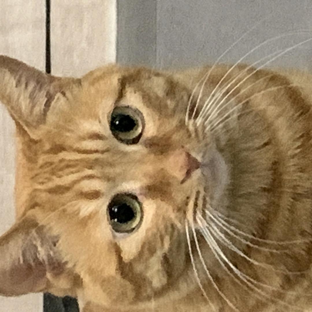 丝袜