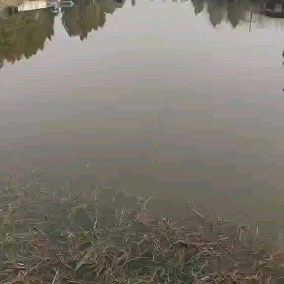 独致