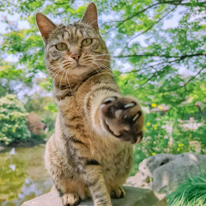 我是小猫咪