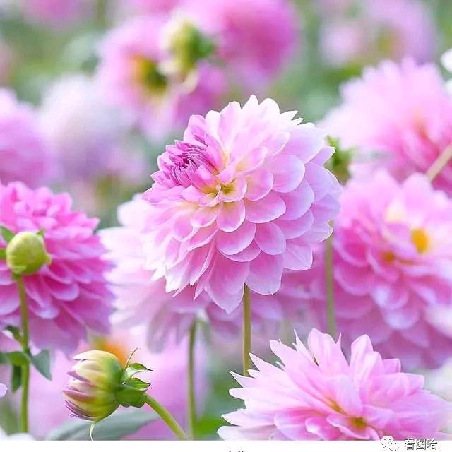 🌷🎋心有阳光🌺🍁