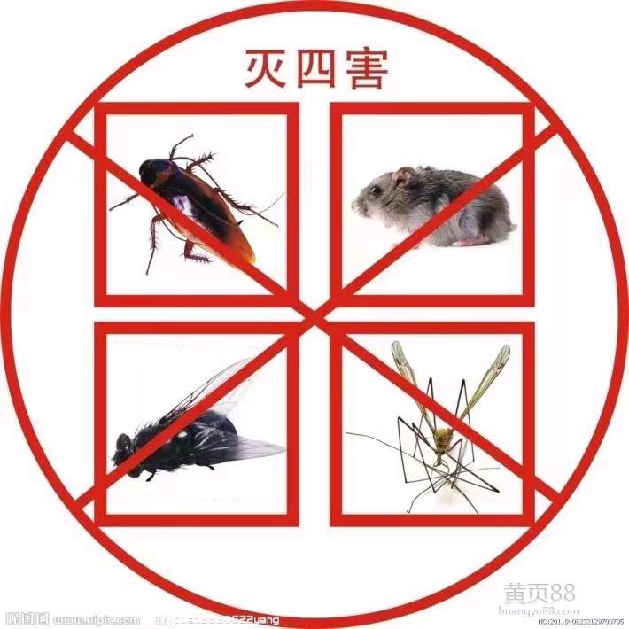 专业消杀除虫灭鼠四害服务