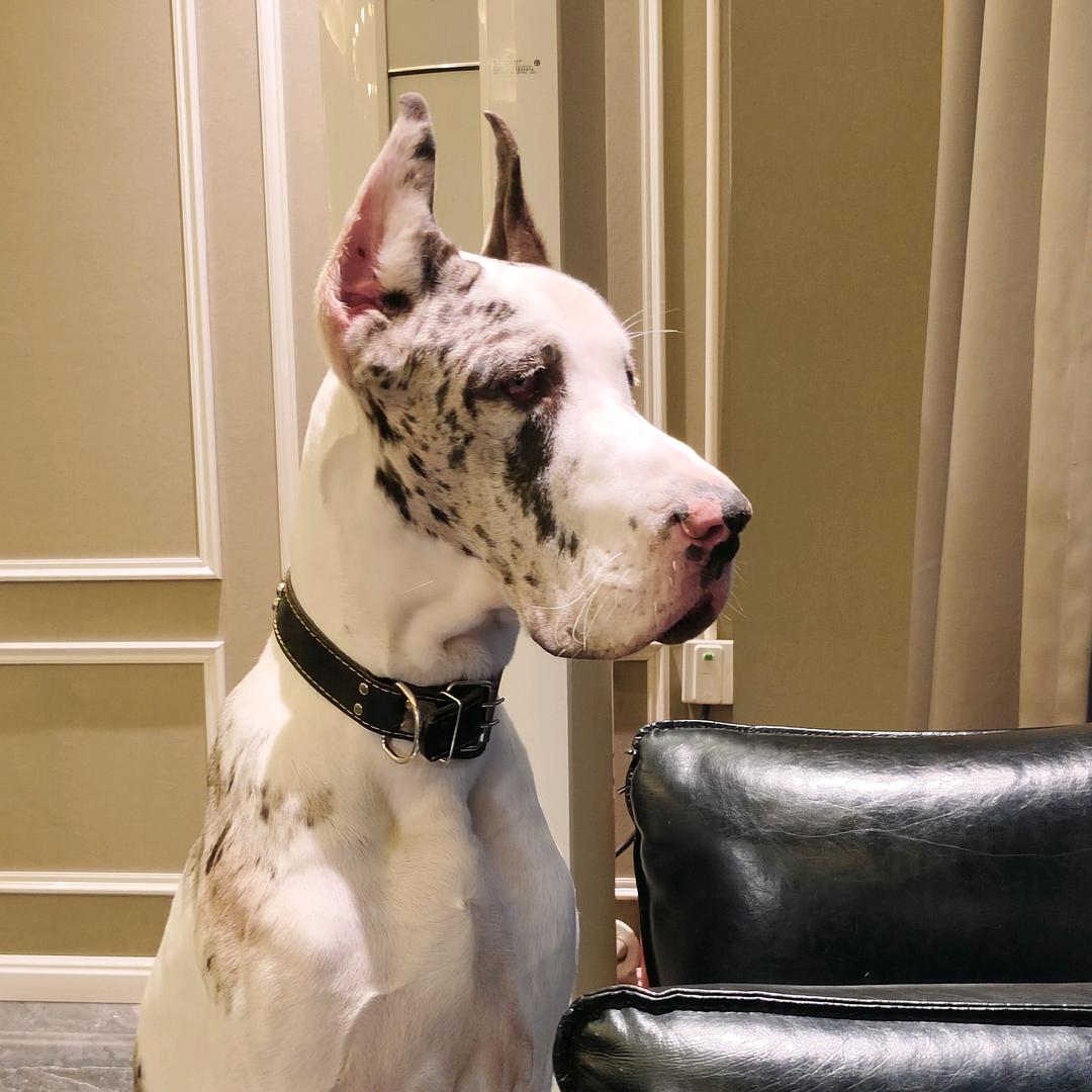 来福是一只大丹犬