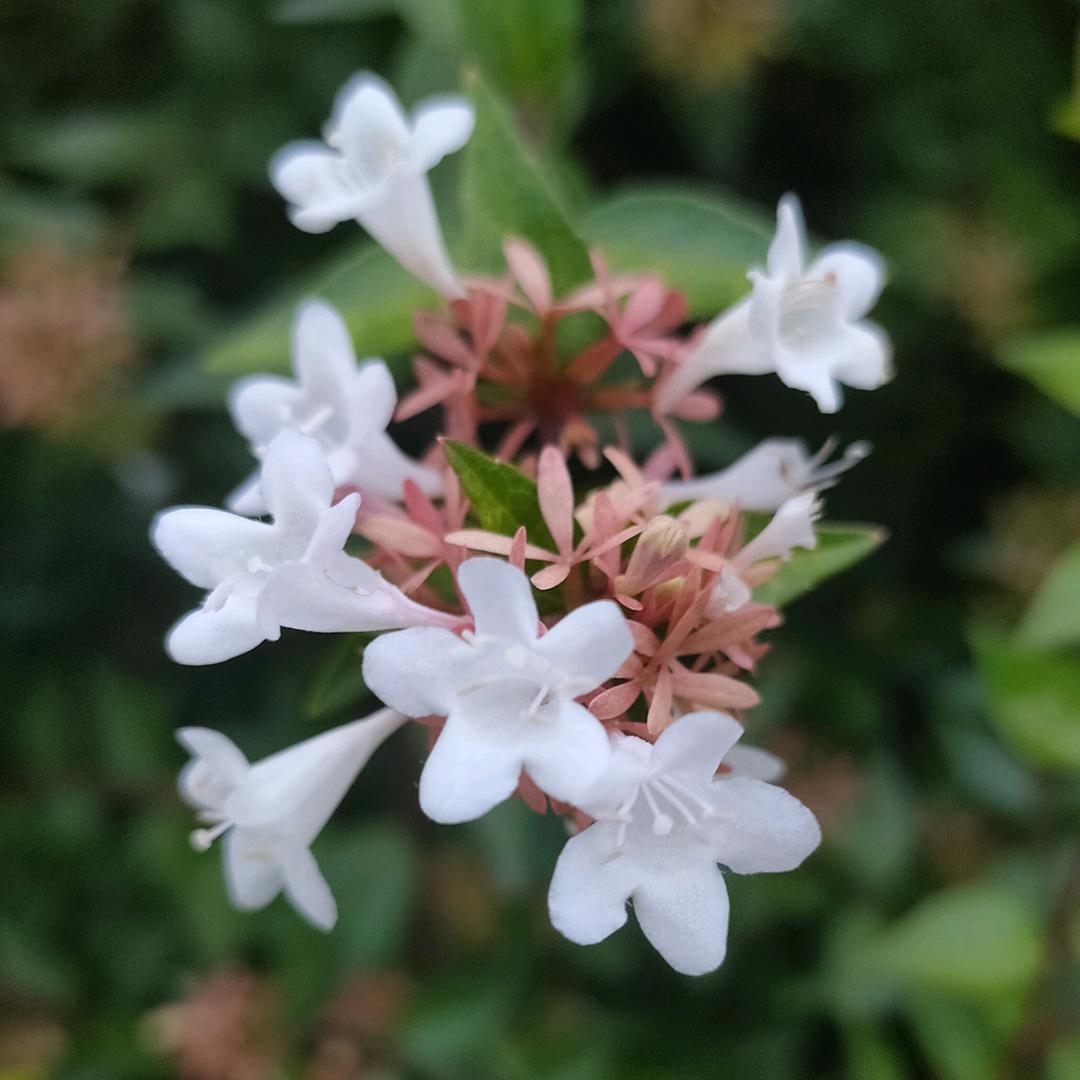 我心素已闲，清川澹如此