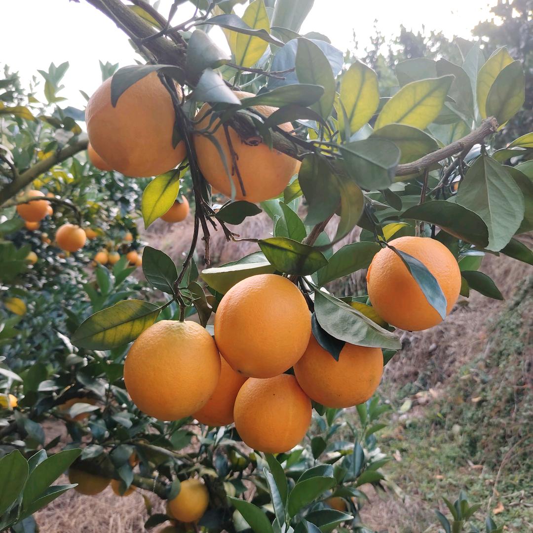 兰子的乡村生活🌻🍀