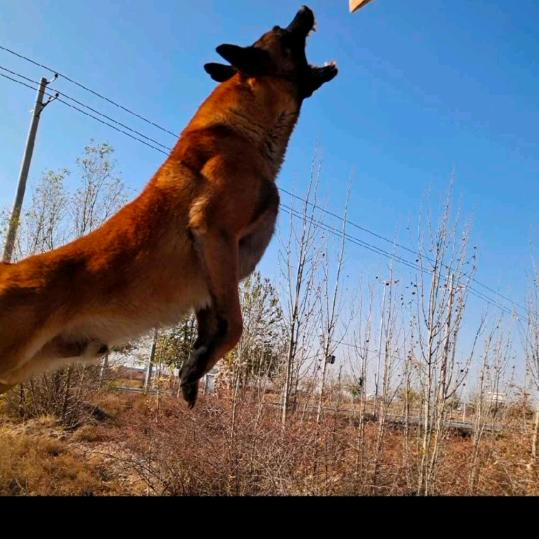 训犬独尊