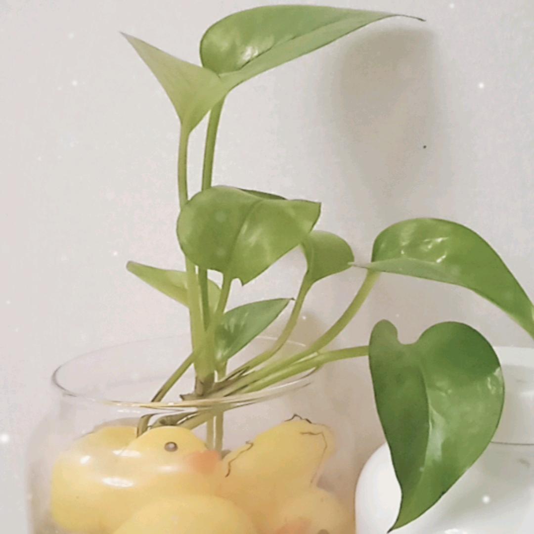 💜💛玲子💛💜