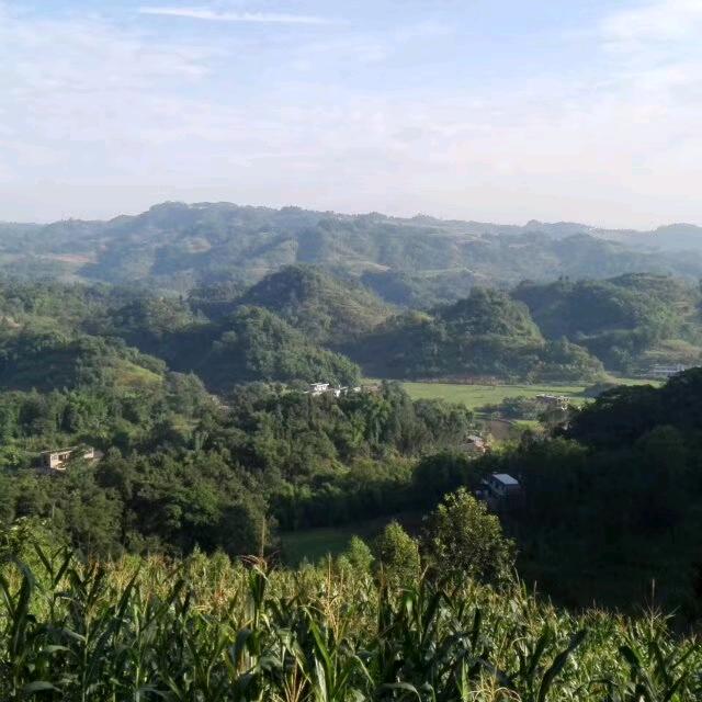 糖不甜
