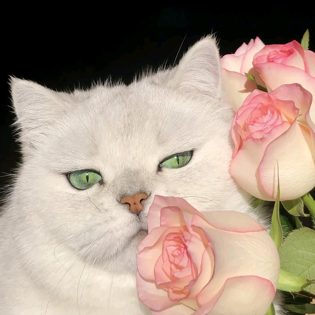 我才不像猫呢