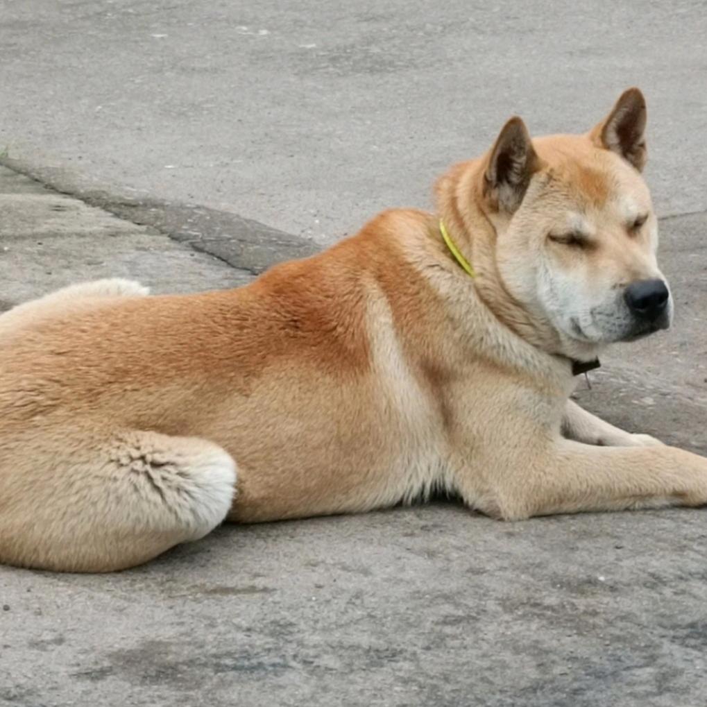 鄂州田园犬总基地