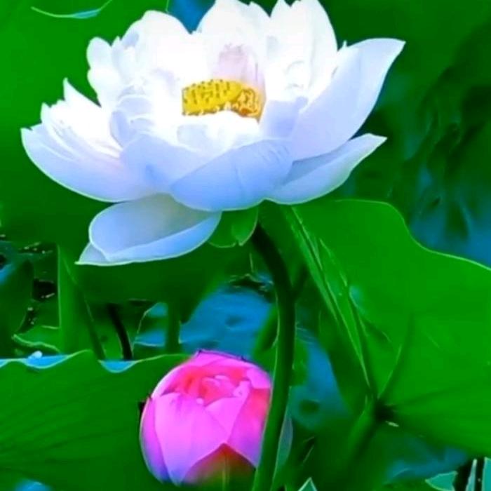 罗坎琴琴飘香味之缘榨油坊