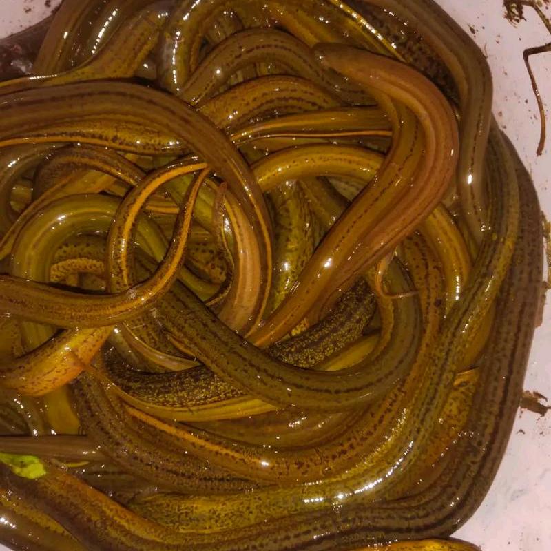 黄鳝养殖技术交流