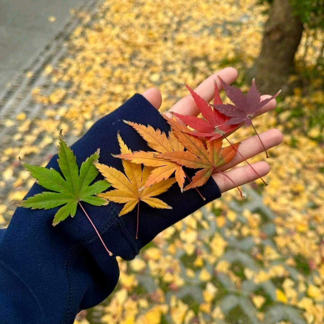 小珍🤗