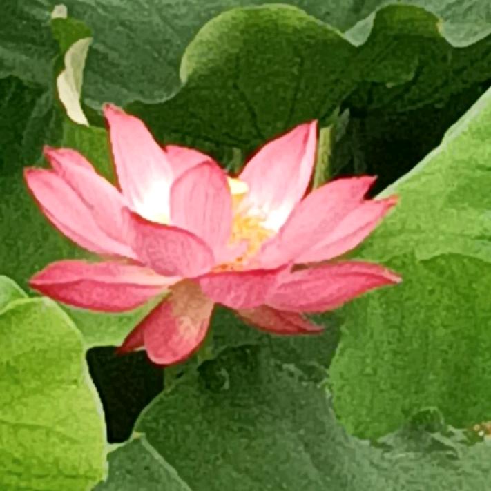 林枫听雨