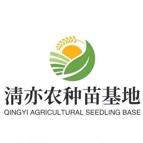 爱情鸟种子铺