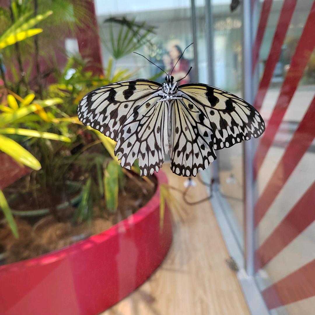 老鹰抓小鸡
