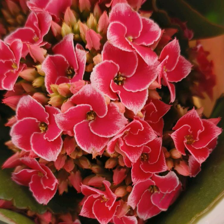 昊景种植长寿花