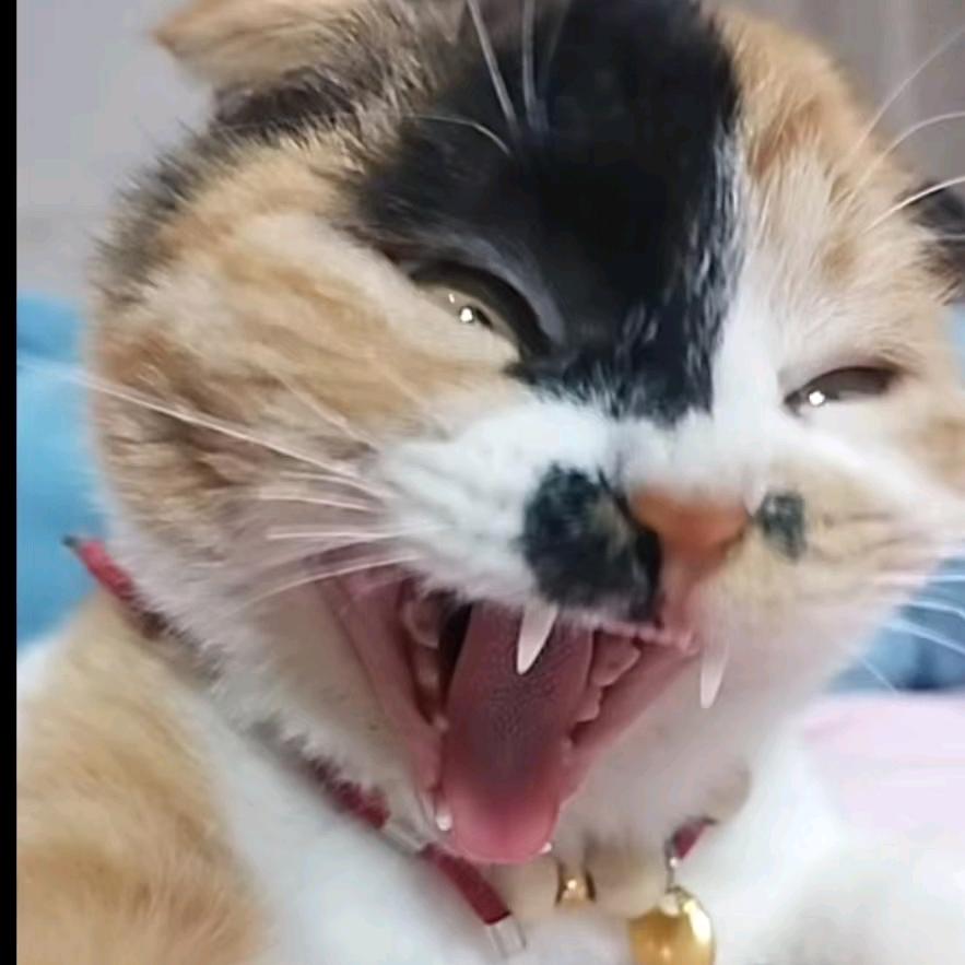 蓝胖子