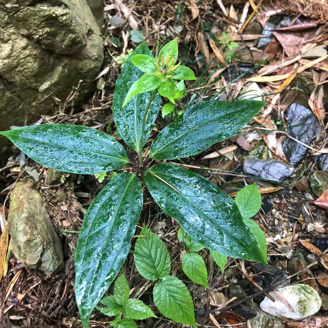 《孤傲༒的狼彡》