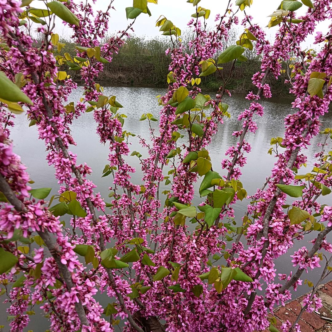 福杯满溢《赞美诗歌》上午9点十分开播