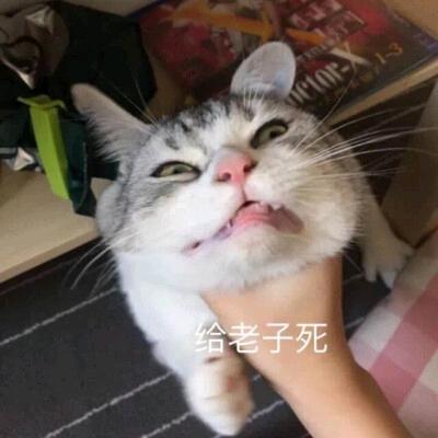 木兮