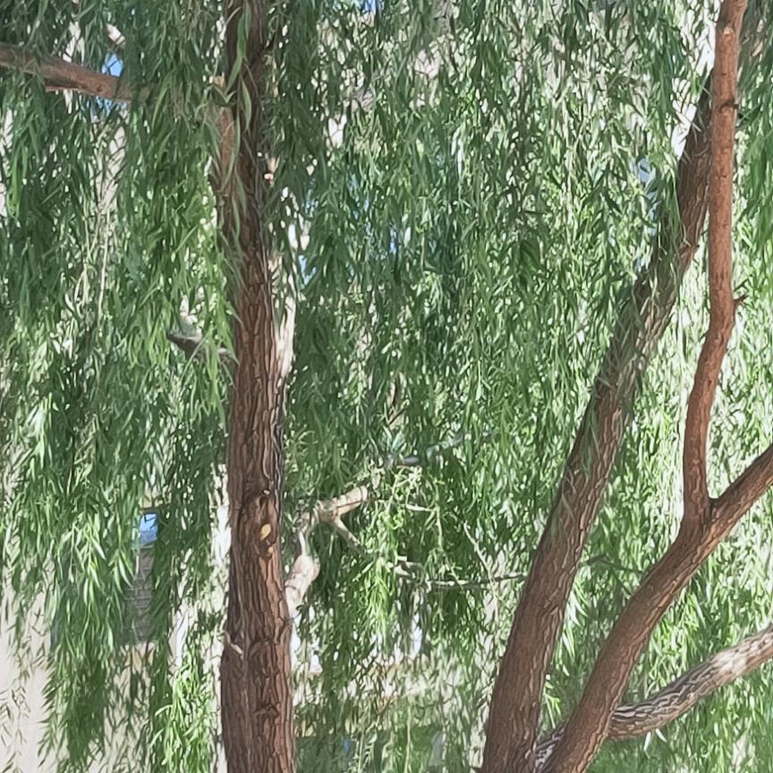 兜里没钱，有糖