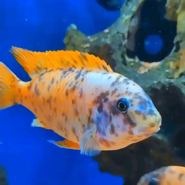 三彩慈鲷水族馆