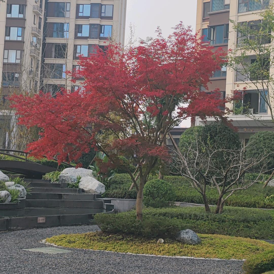 つ烟花雨メ