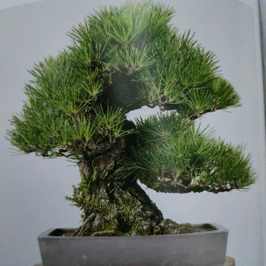 品卉花卉盆景经营部