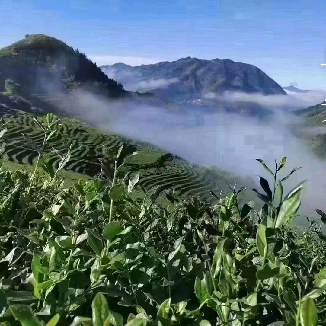 福茶香茗茶 铁观音世家 王昱州