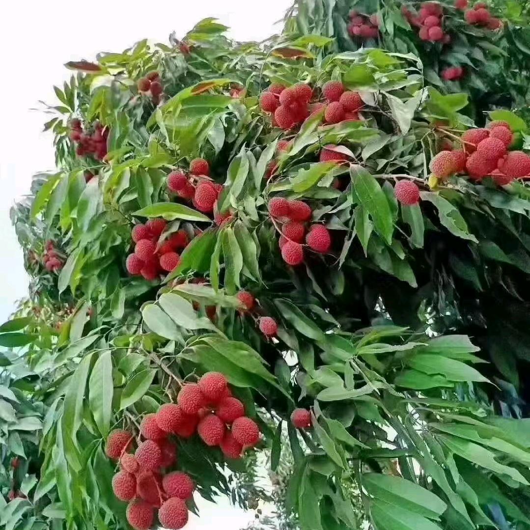 如你所愿