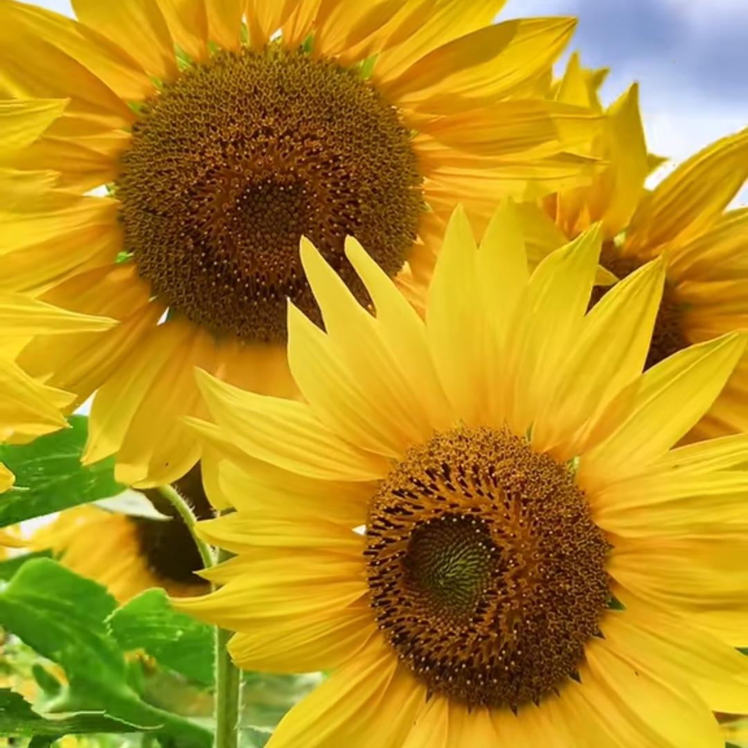 💞棤乂🦋꧔ꦿ᭄🍒