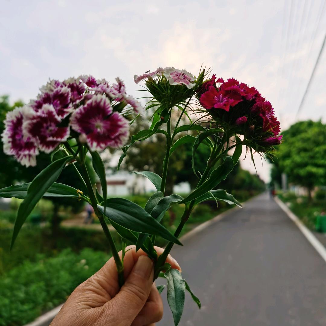 杨春芳