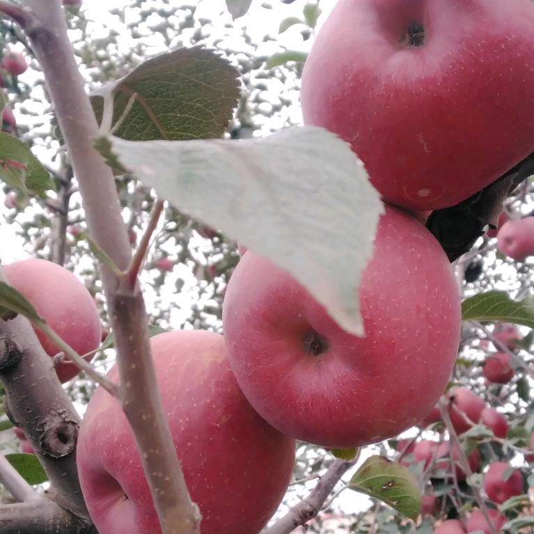我是昭通种植丑苹果的农民人