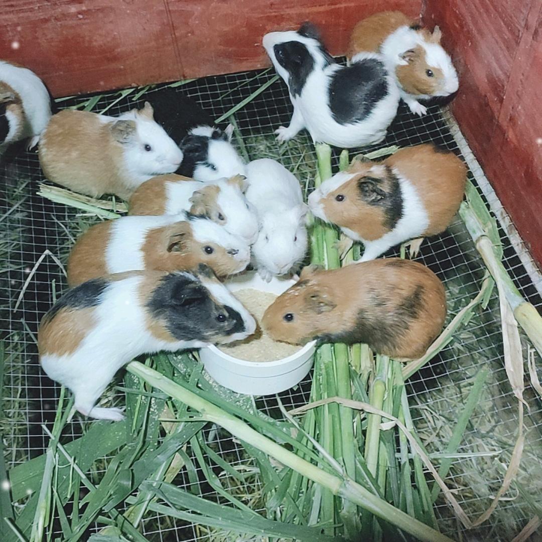 豚鼠养殖场(云表小号)