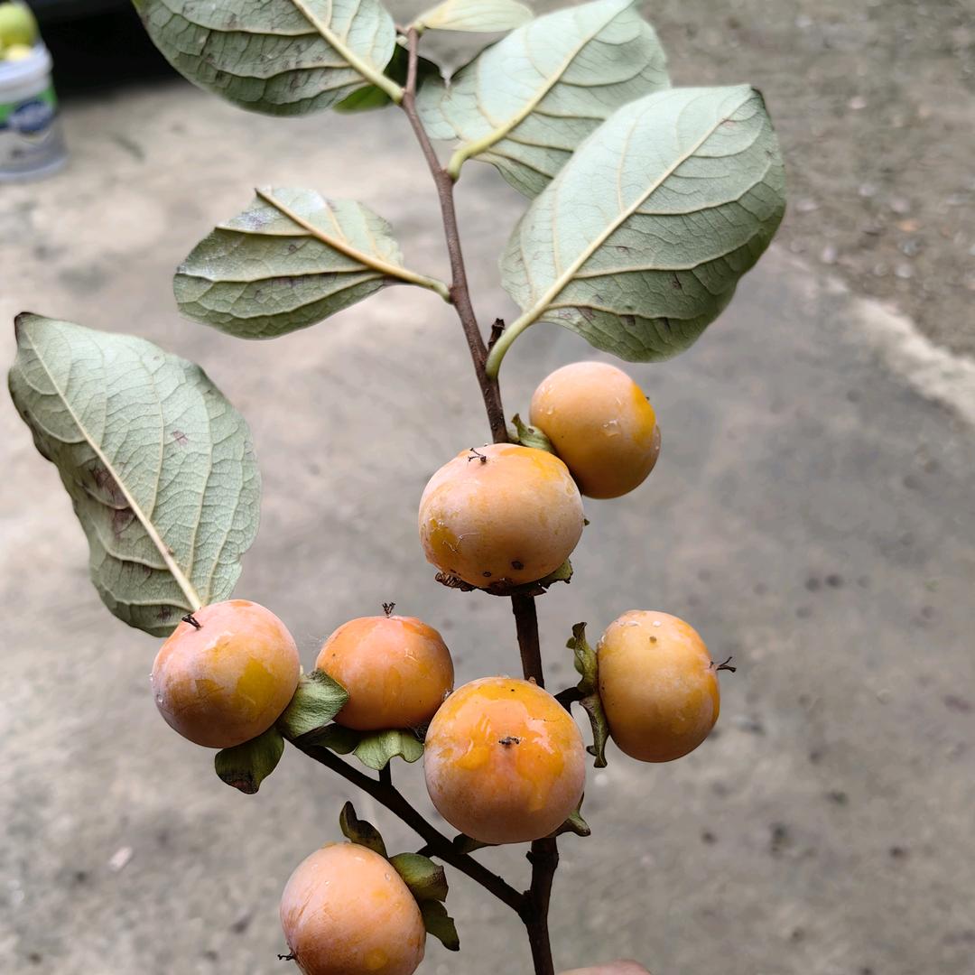 希.望🍀万年青