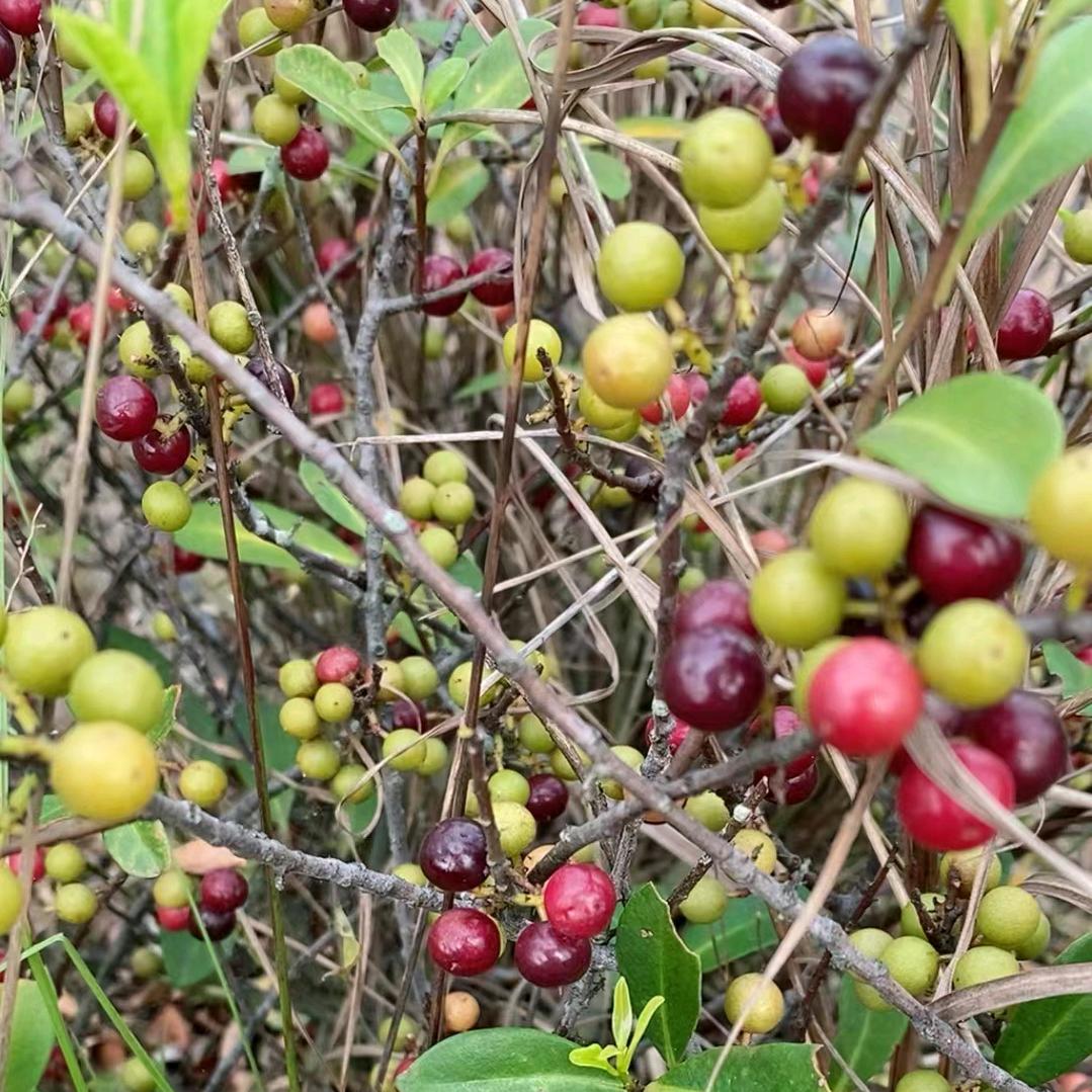 风雨过后彩虹