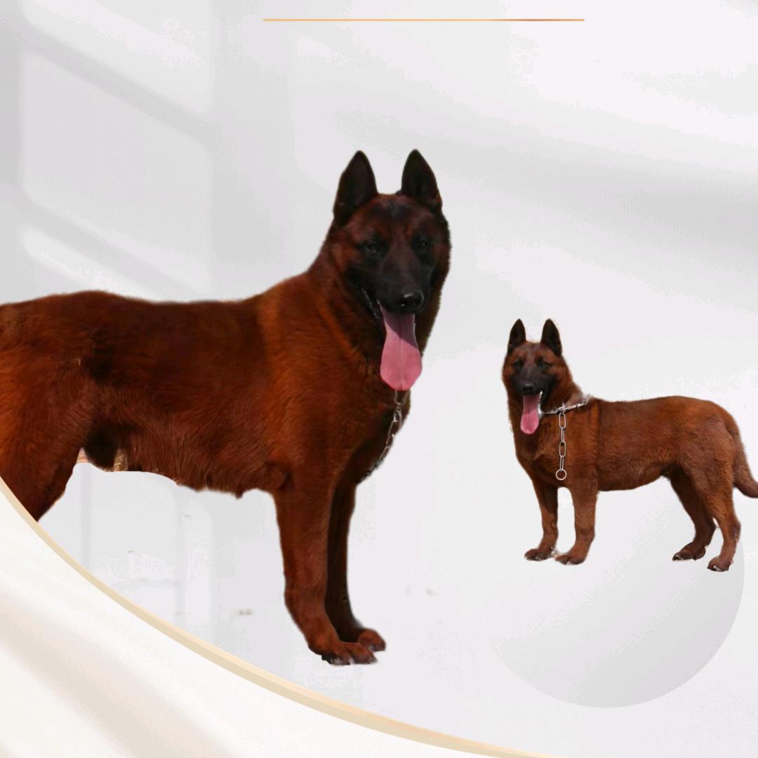 ‘紫红马犬’繁殖