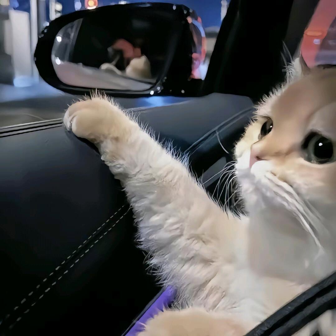 剧
