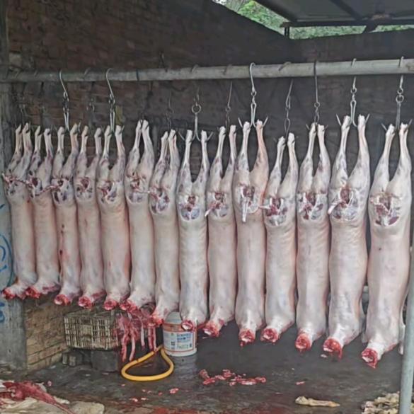 明明羊腔子批发