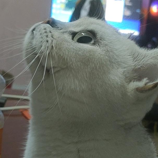 孔雀弟弟