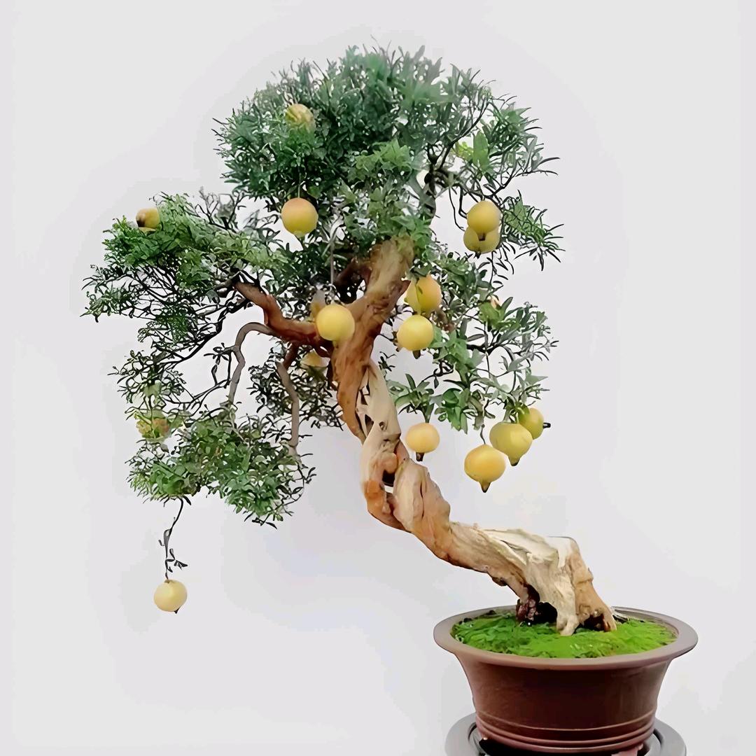 裕鑫林果